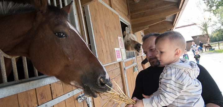 Cheval Gravelines